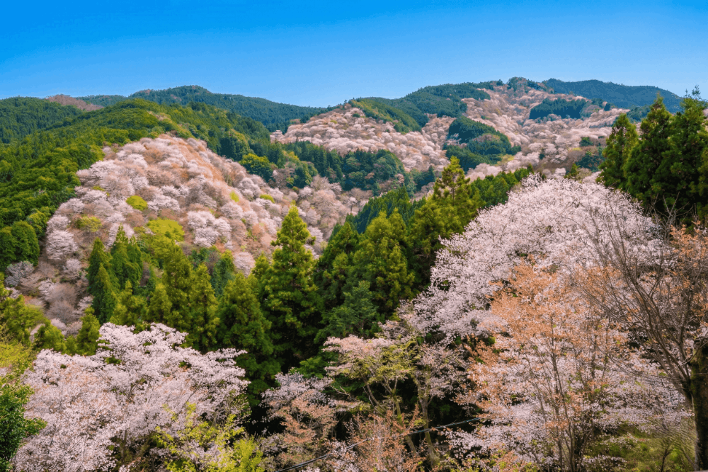 お散歩部　第5回活動